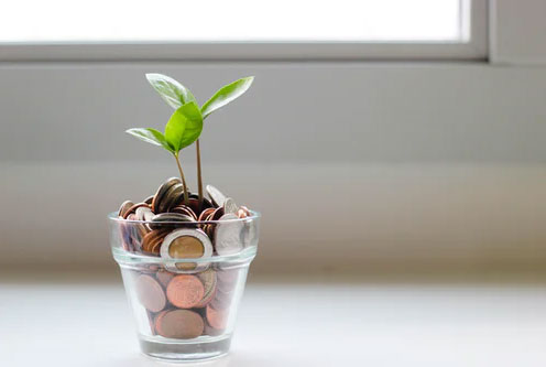 A plant growing in cup full of coins.